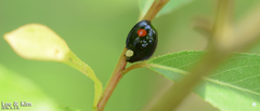 Harmonia axyridis