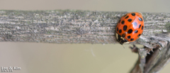Harmonia axyridis