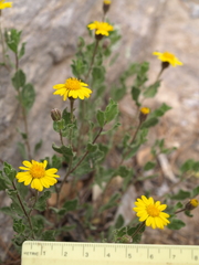 Heterotheca viscida