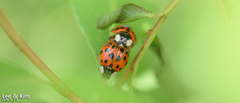 Harmonia axyridis