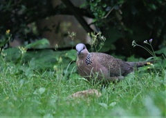 Streptopelia chinensis