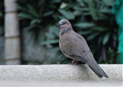 Streptopelia chinensis