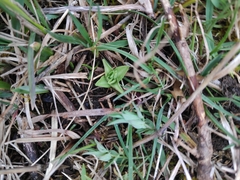 Gentiana cruciata
