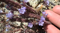 Phacelia quickii