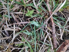 Gentiana cruciata