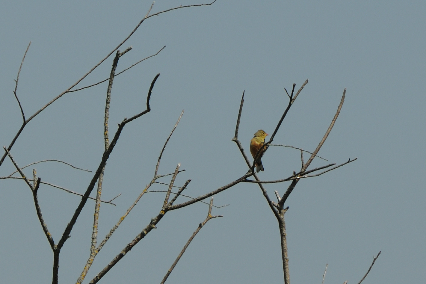 Ortolan Bunting