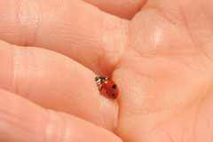 Coccinella quinquepunctata