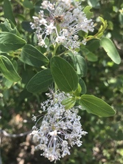 Ceanothus leucodermis
