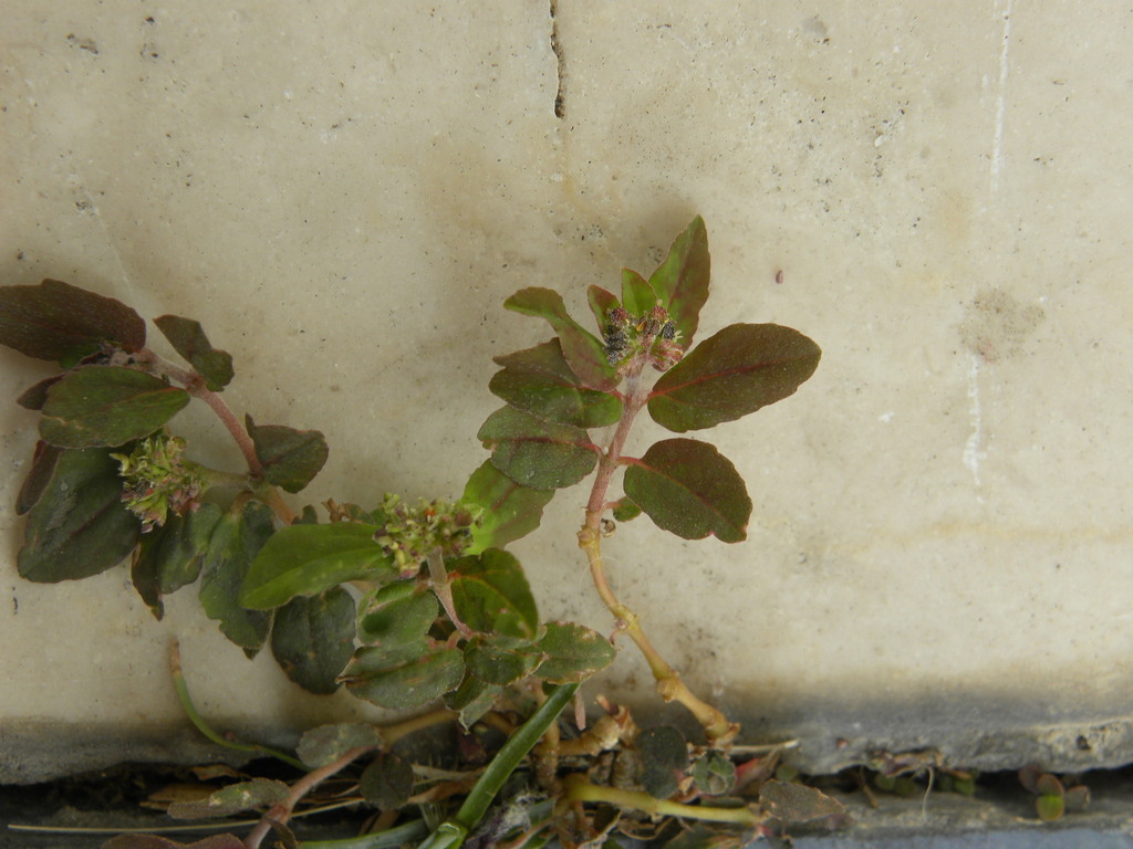 Florida Hammock Sandmat from Chinauta, La Serena, Fusagasugá