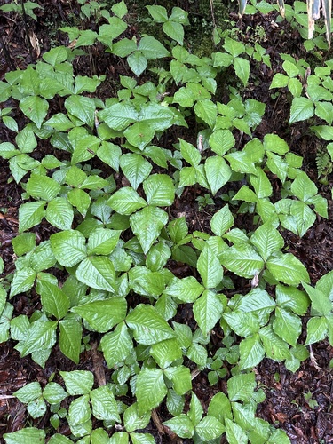 Arisaema ternatipartitum iNat (3)