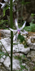 Petromarula pinnata