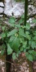 Petromarula pinnata