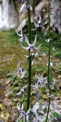 Petromarula pinnata