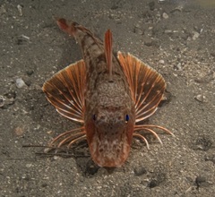 Bluefin Gurnard photo 5