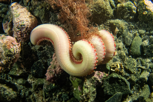 taxonomy_inaturalist image for Glyceridae