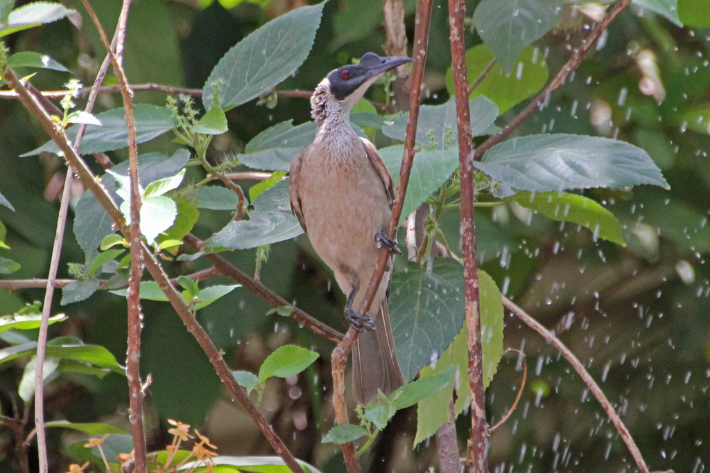 Silver-crowned Friarbird from Darwin NT, Australia on September 21 ...