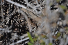 Aspidoscelis hyperythrus beldingi