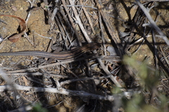 Aspidoscelis hyperythrus beldingi