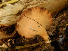 Favolus fuscolineatus