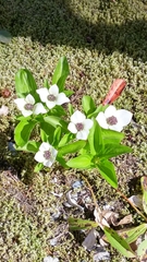 Arctocrania
