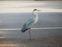 Ardea cinerea