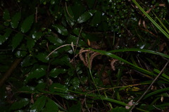 Carex forsteri
