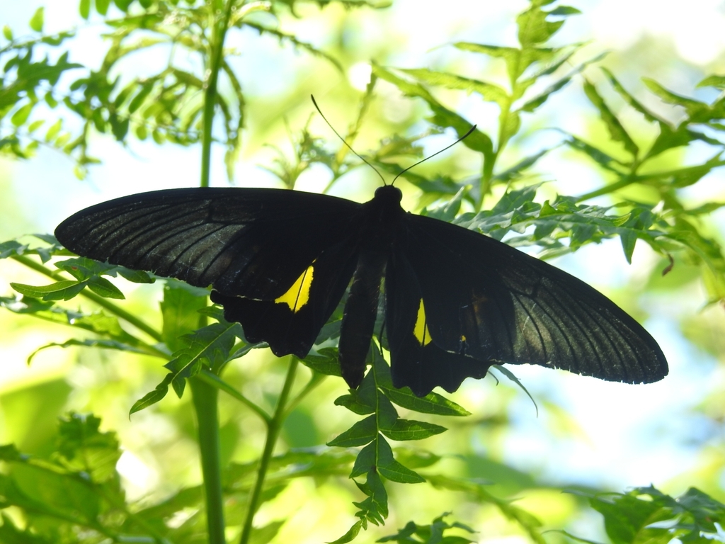 Silver Birdwing