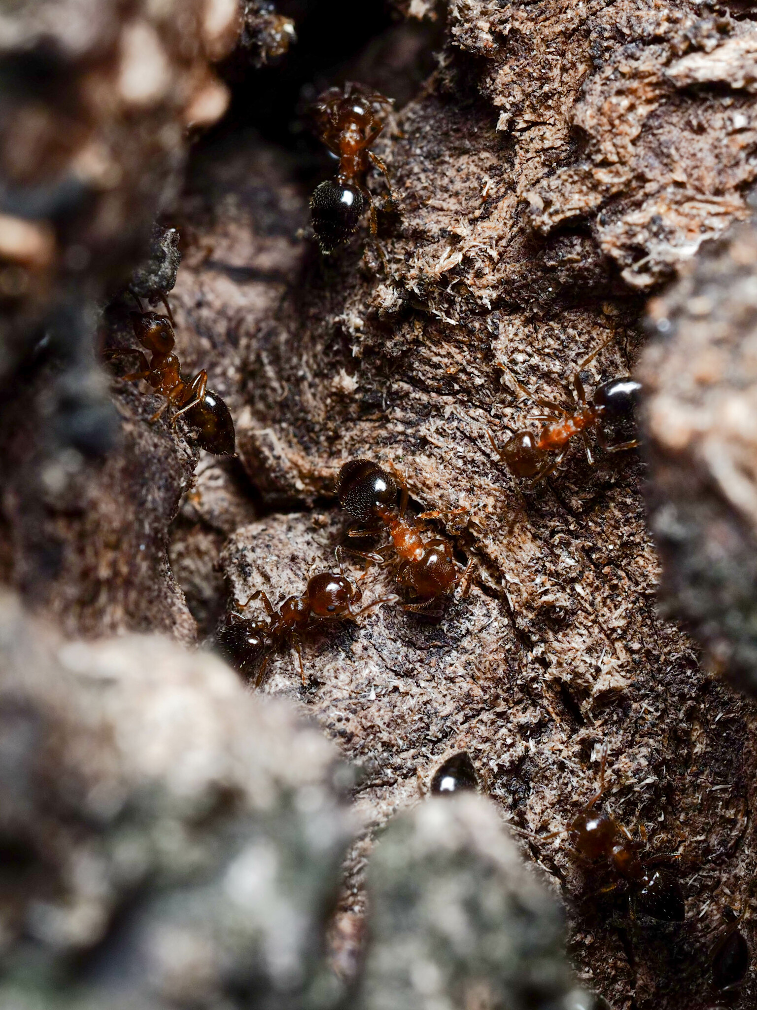 Crematogaster zoceensis