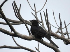 Eudynamys scolopaceus