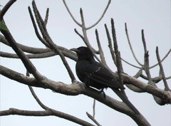 Eudynamys scolopaceus