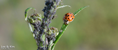 Harmonia axyridis