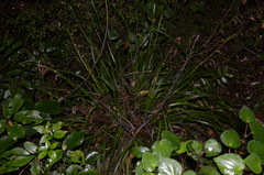Carex forsteri