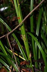 Carex forsteri