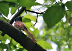 Terpsiphone atrocaudata