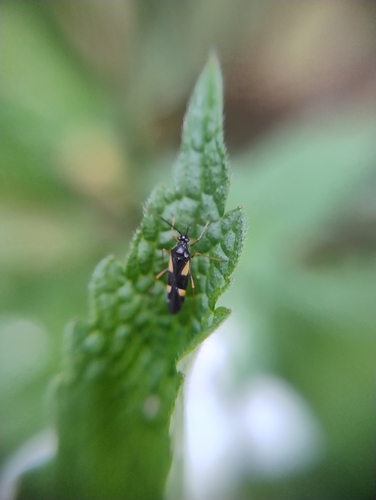 four-spotted plant bug, 6564 AR Heilig Landstichting, Netherlands, photo 8 of 10