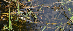 Lithobates catesbeianus