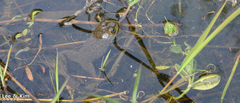 Lithobates catesbeianus