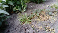 Poa bulbosa vivipara