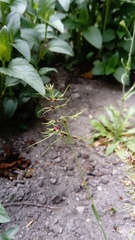 Poa bulbosa vivipara