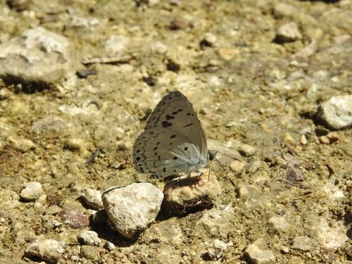 Common Hedge Blue photo 5