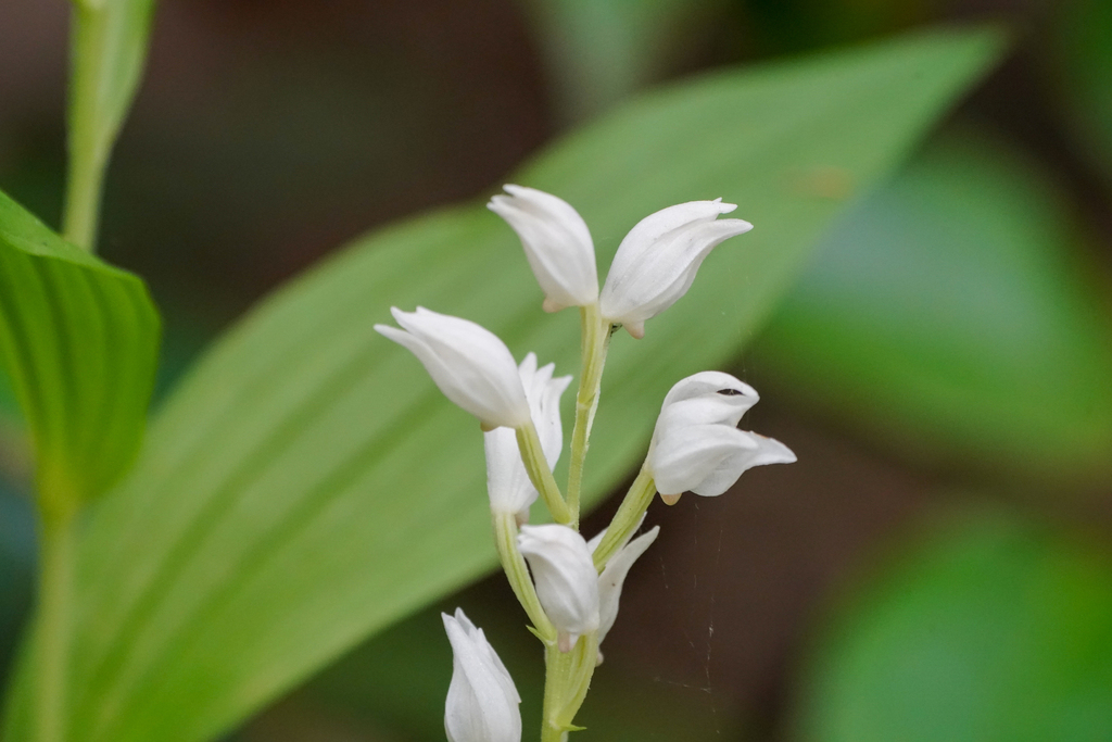 Cephalanthera erecta