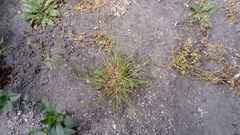 Poa bulbosa vivipara