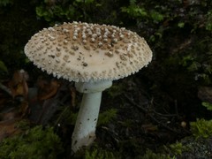 Amanita australis