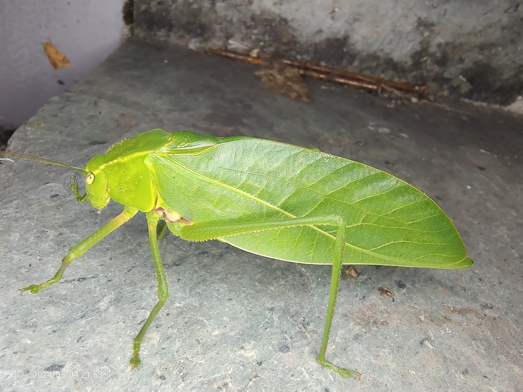 Paraxantia