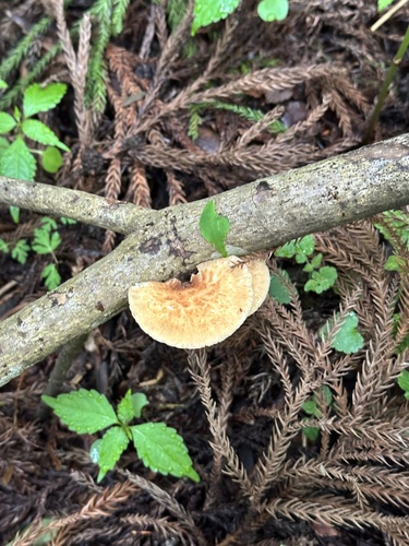 Polyporus