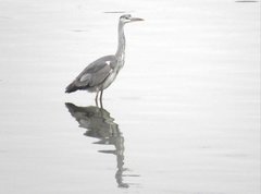 Ardea cinerea