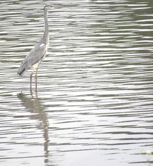 Ardea cinerea