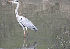 Ardea cinerea