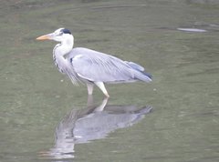 Ardea cinerea