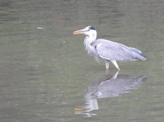 Ardea cinerea